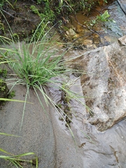 Carex eleusinoides