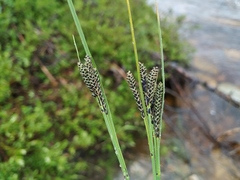 Carex eleusinoides
