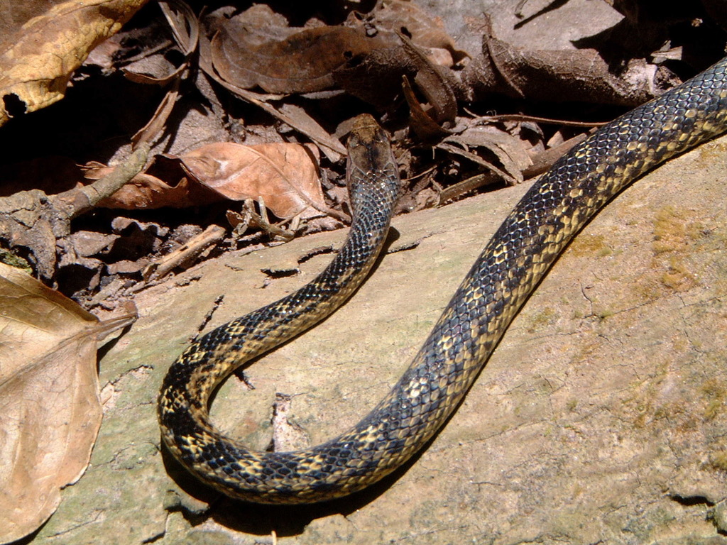 Montserrat Racer