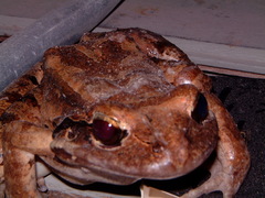 Leptodactylus fallax
