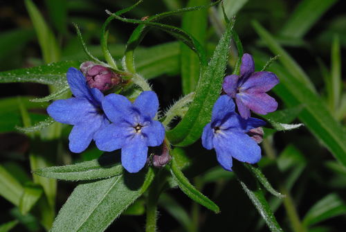 Purple Gromwell