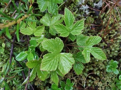 Rubus humulifolius