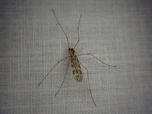 Unknown species found near Rocky Point Training Area, Metchosin, BC, CA