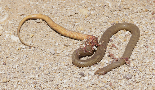 Eastern Brown Snake sighting