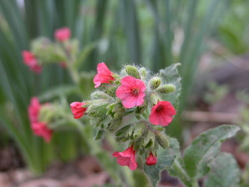 How to identify Pulmonaria rubra Schott