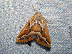 Caripeta angustiorata