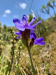 Aristea juncifolia