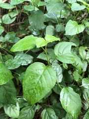 Asystasia gangetica gangetica