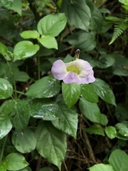 Asystasia gangetica gangetica