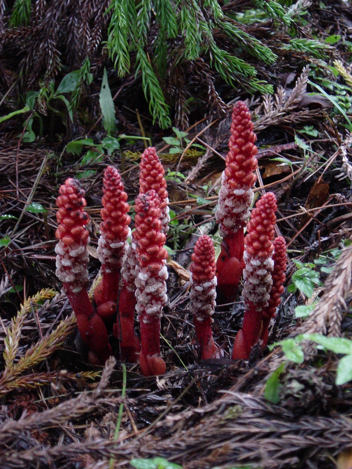 Balanophoraceae