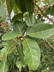 Ficus ingens