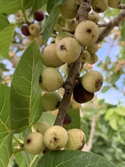 Ficus ingens