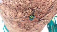 Philematium virens