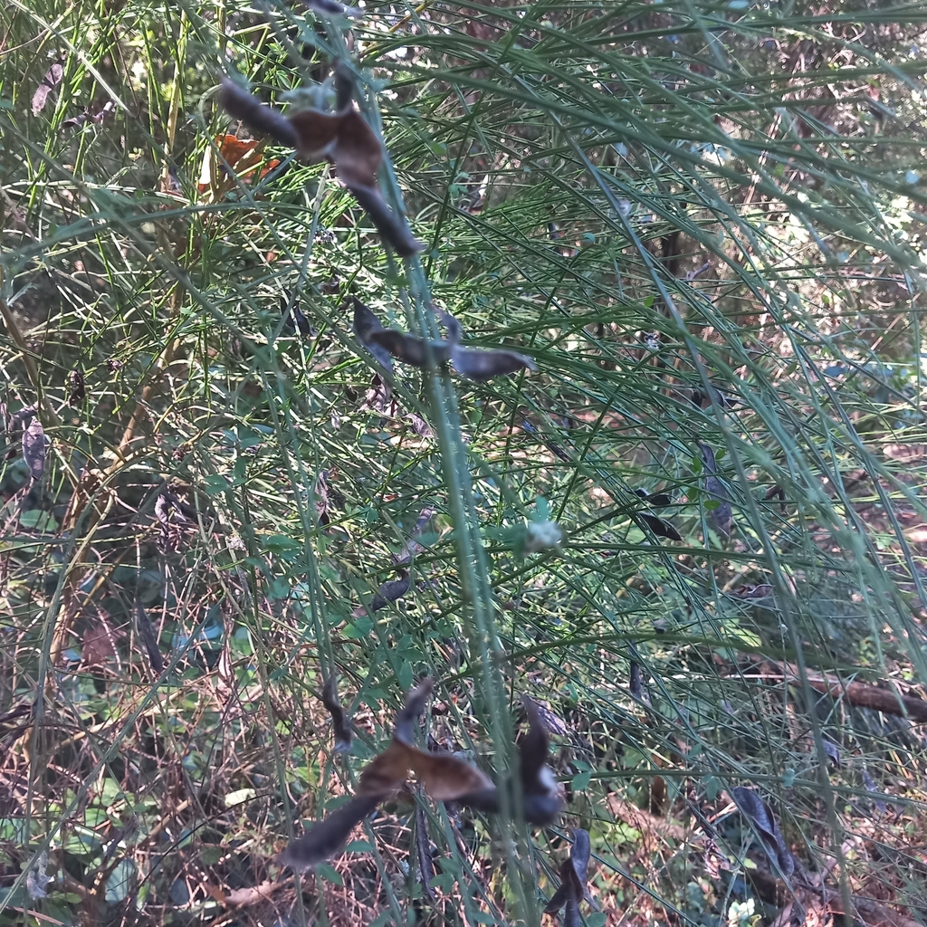 Scotch Broom