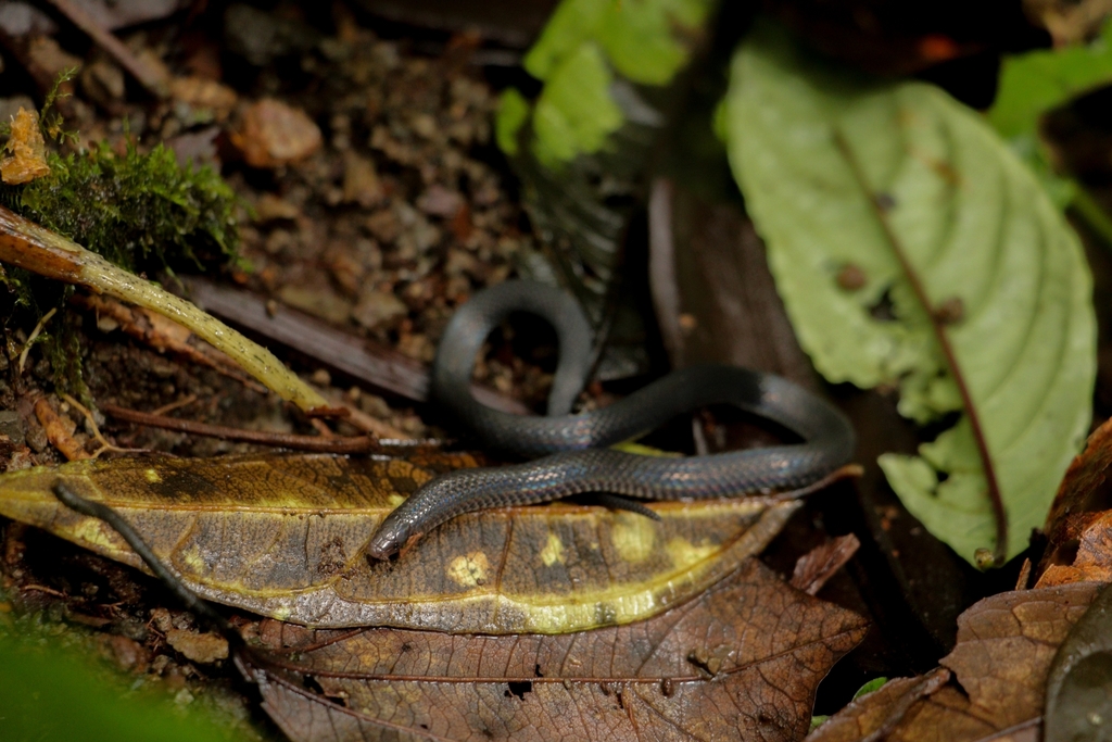 Ruthven's Earth Snake