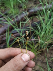 Carex loliacea