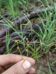 Carex loliacea