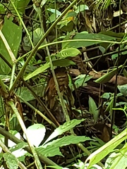 Batrachostomus septimus