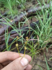 Carex loliacea