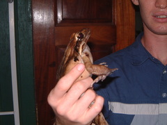 Leptodactylus fallax