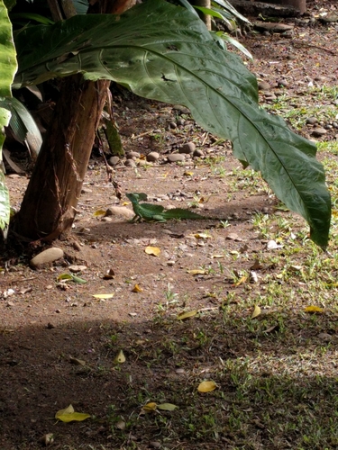 Basiliscus plumifrons