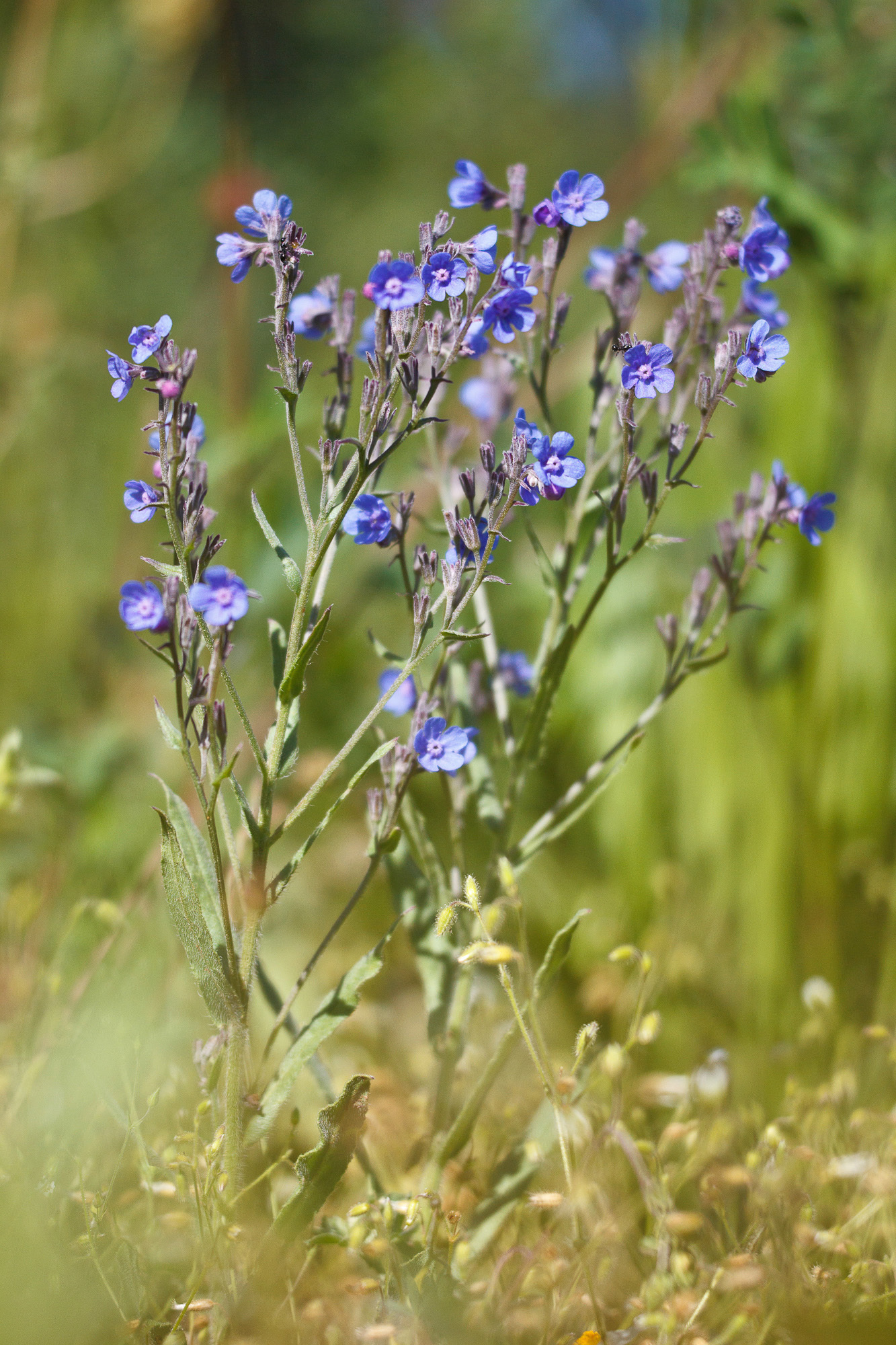 Cynoglottis barrelieri