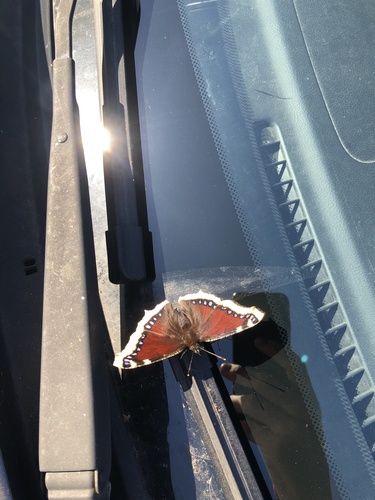 Mourning Cloak