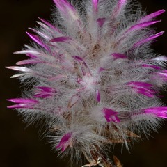 Ptilotus manglesii