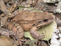 Leptodactylus fallax