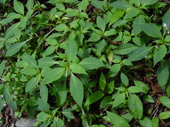 Impatiens devolii