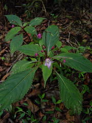 Impatiens devolii