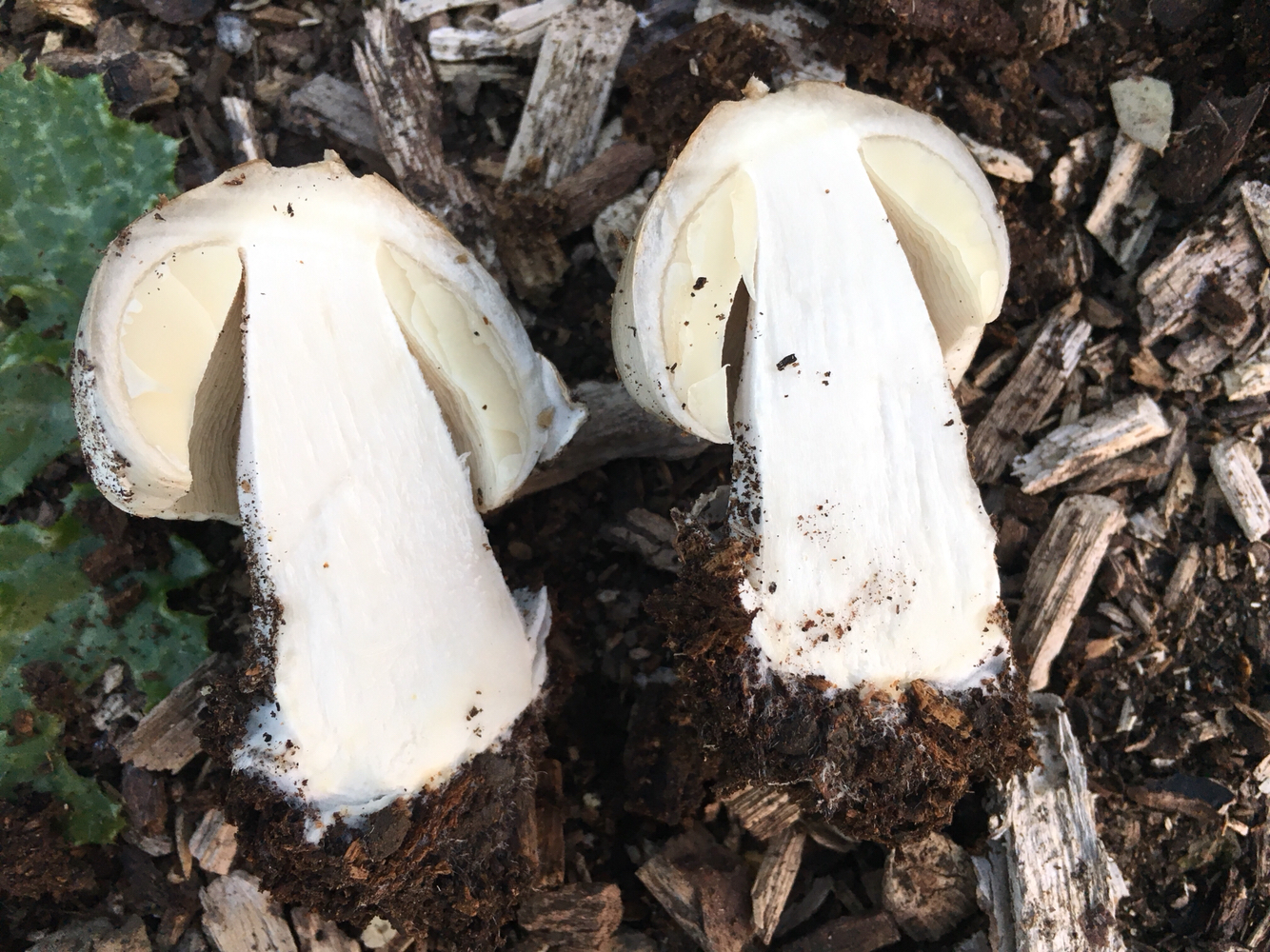 Volvariella gloiocephala image