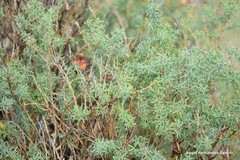 Adenocarpus hispanicus