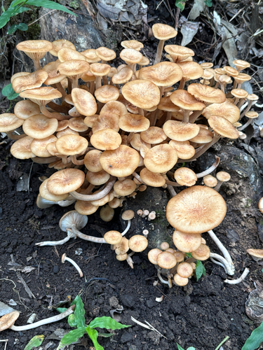 Desarmillaria tabescens