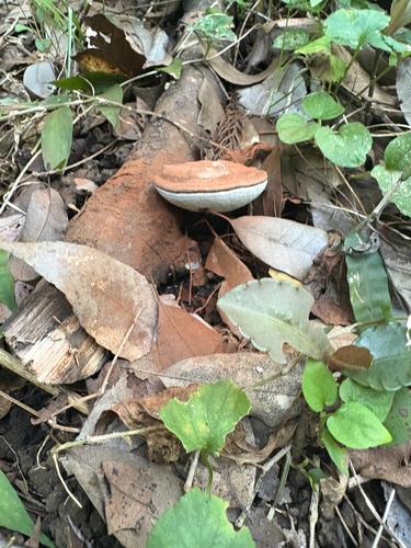 Ganoderma applanatum