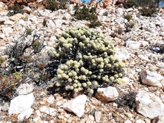 Ptilotus helichrysoides