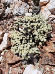 Ptilotus helichrysoides