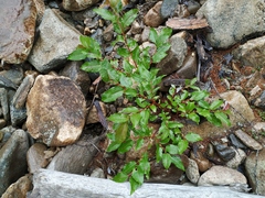 Salix cardiophylla