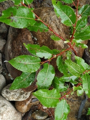 Salix cardiophylla