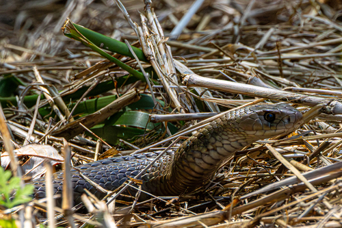 Eastern Brown Snake sighting