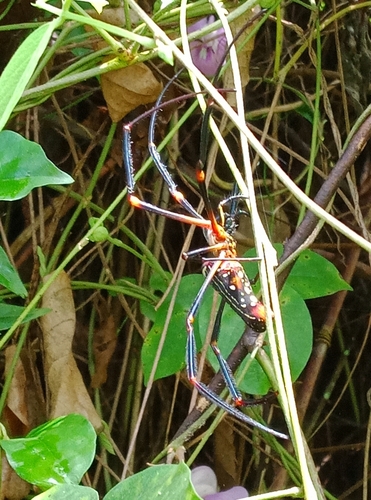 Nephila constricta