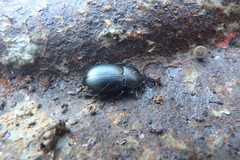 Coelometopus clypeatus