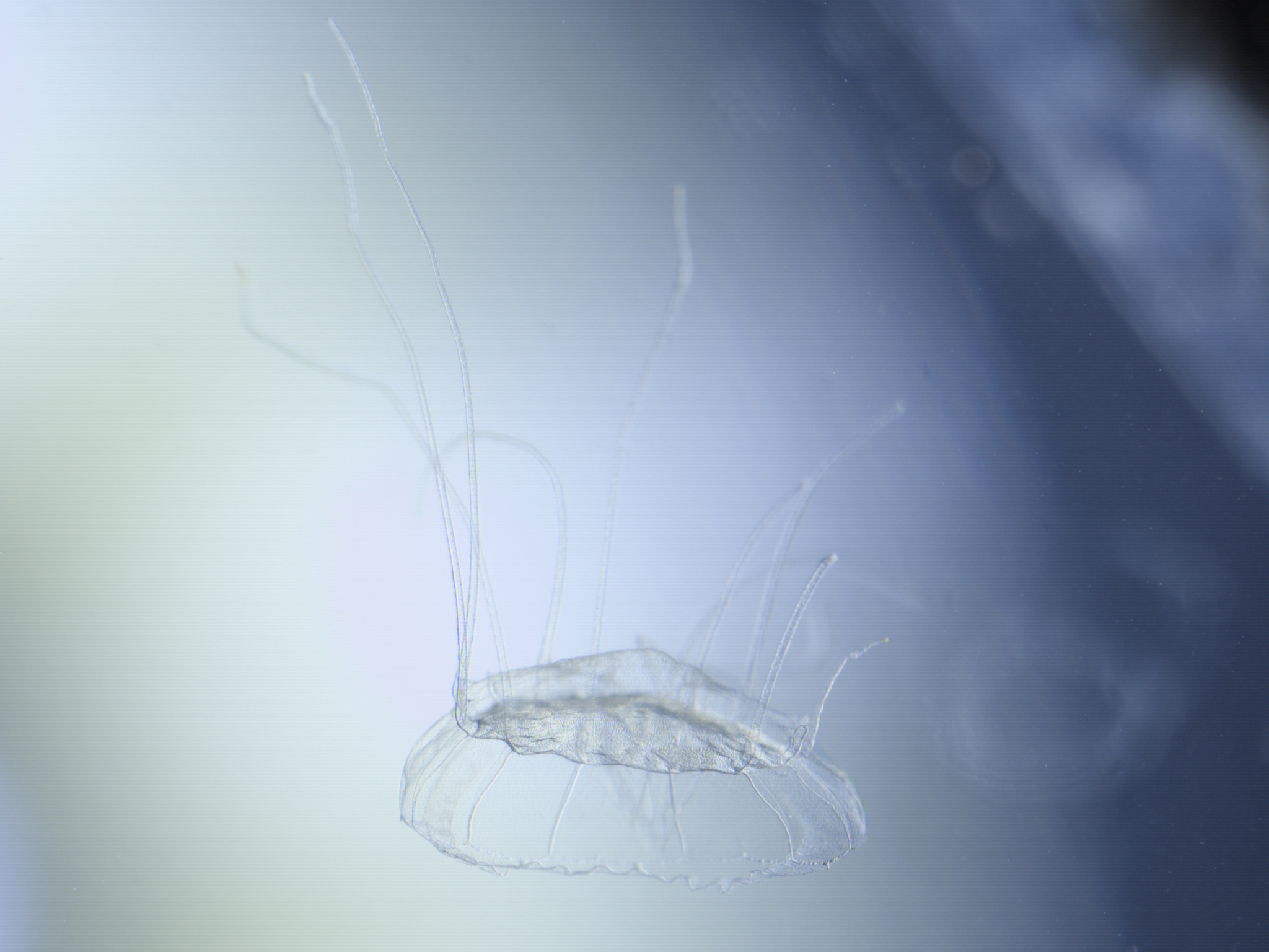 Solmaris corona (Keferstein & Ehlers, 1861)