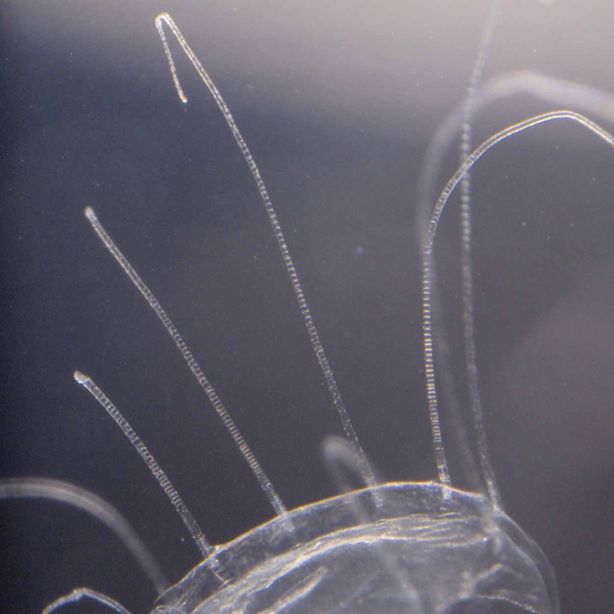 Solmaris corona (Keferstein & Ehlers, 1861)