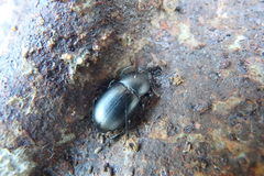 Coelometopus clypeatus