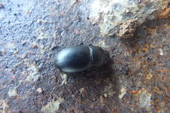 Coelometopus clypeatus