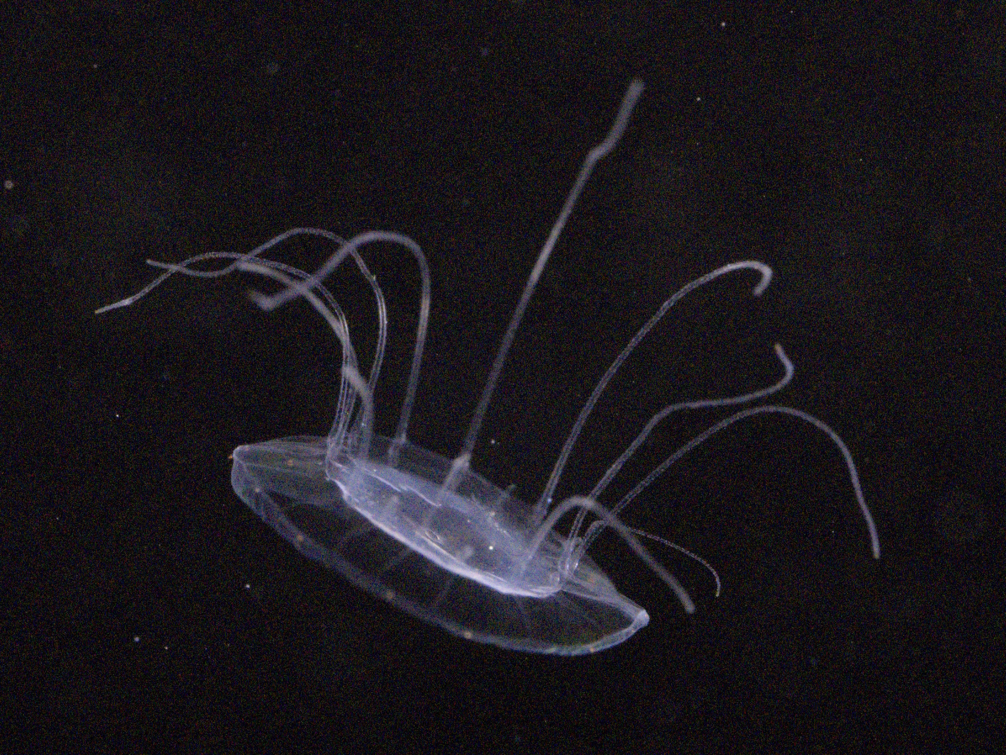 Solmaris corona (Keferstein & Ehlers, 1861)