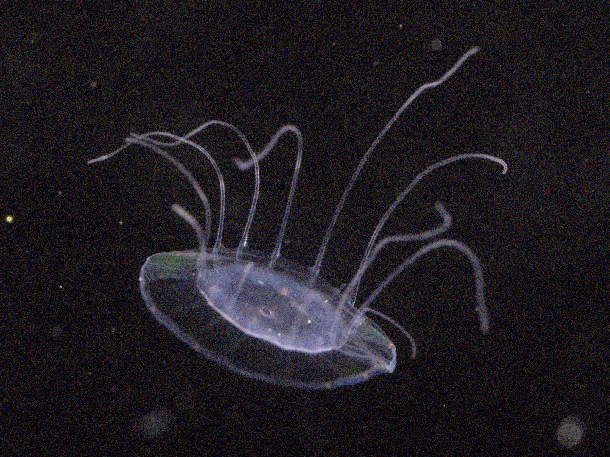Solmaris corona (Keferstein & Ehlers, 1861)