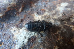 Coelometopus clypeatus