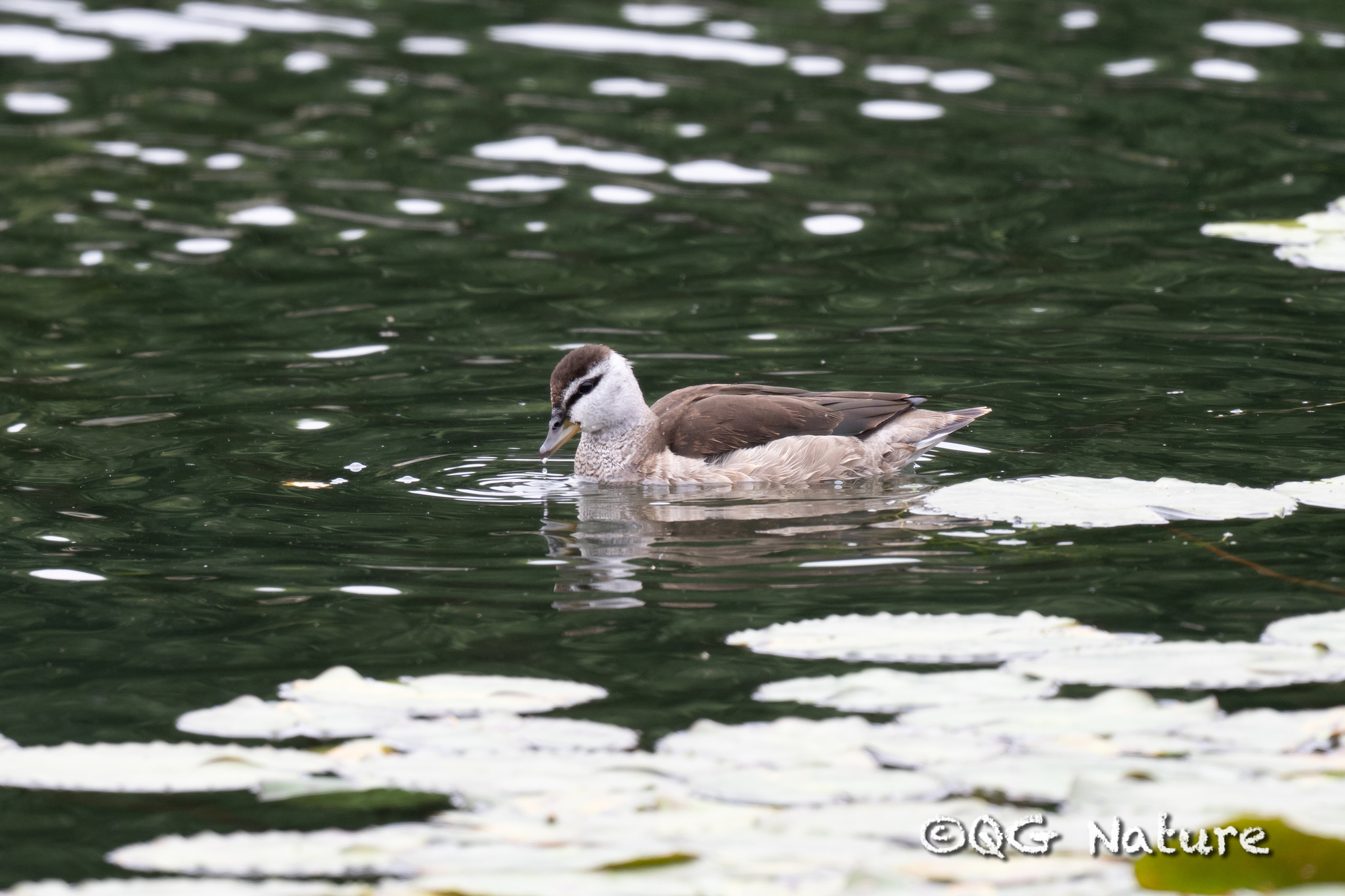 Cotton Pygmy Goose